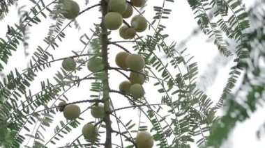 Amla Ağacı A Gurmeler Hazine Hazinesi Beslenme ve Lezzet Hazinesi