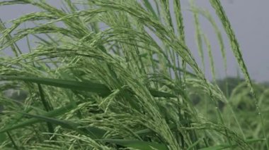 Yeşil Pirinç Ürünleri Unutulmaz Manzarada