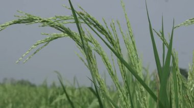 Serene Rice Fields A Nature Senfoni in the Wild