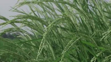 Canlı pirinç tarlaları Doğada Bir Yolculuk Dolgun Doku