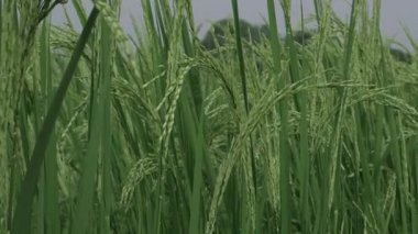 Canlı Pirinç Tarlaları Doğada Yolculuk Paleti