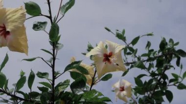Sersemletici Sarı Hibiscus Çiçek Açtı