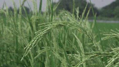 Canlı pirinç tarlaları Bir Doğa Senfonisi