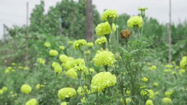 Canlı Kadife çiçekleri - Bahçede yeşeriyor