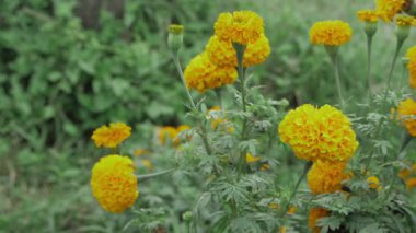 Canlı Sarı Kadife çiçekleri Doğanın Gün Işığının Çiçeği