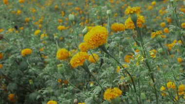 Sarı Kadife Çiçekleri - Canlı Bahçe Zevki