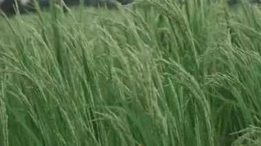 Canlı Pirinç Sahası A Nature Oasis