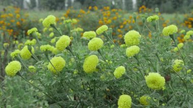 Canlı Kadife çiçekleri - Vahşi doğada nefes kesici çiçekler