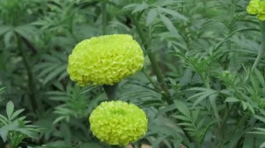 Canlı Sarı Petunyalar Gelişen Zarafet