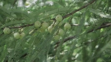Aloe Bloom Tam Açan Aloe Bitkisinin Yakın Çekim Görüntüsü