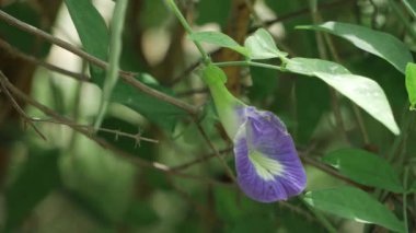 Canlı Petunya Yaprakları Yakından Bak Dalgalanan Güzel