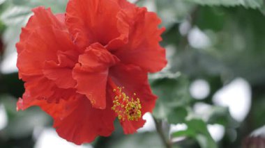 Canlı Kırmızı Çiçek Petrol Doldurulmuş Muhteşem Bir Bahçe Zevki