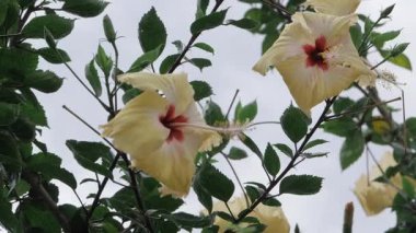 Canlı Hibiscus Çiçekleri Büyüleyici Çiçek Gösterisi