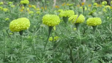 Canlı Hint Mari Altın Çiçekleri Doğanın Görkemi