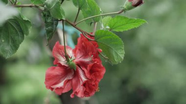 Canlı Kırmızı Çiçek A Yakın plan Doğanın Zarif Güzelliğine Bak