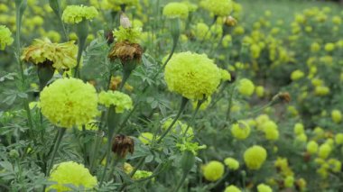 Serene Bloom - Radyasyon Yeniden Oluşturulmuş Hint Kadifeleri