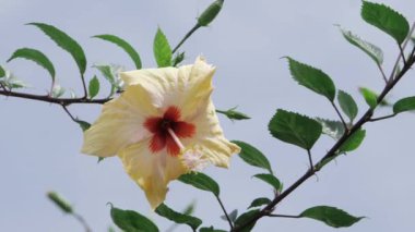 Parlak ve Güzel Bahçede Çiçekli bir Yolculuk