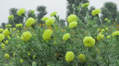 Canlı Hint Marigoldları - Bir Çiçek Saadeti