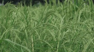 Canlı Pirinç Tarlaları Çiçek Açtı Doğal Aşıklar Lezzetli