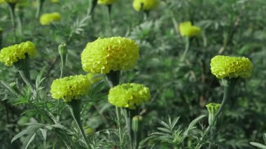 Canlı, gür, sarı çiçekli mutluluk.