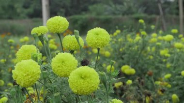 Canlı Sarı Kadife çiçekleri - Doğanın Zarif Ekranı