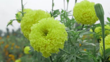 Canlı Sarı Kadife Kadifeleri - Muhteşem Bir Bahçe Zevki