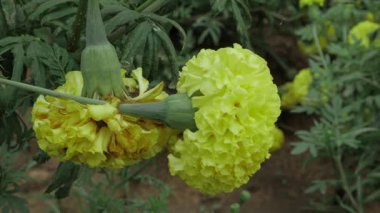 Canlı Kadife çiçekleri - Kaprisli Bahçe Hikayesi