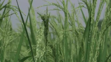 Rüzgarın Altında Pirinç Tarlası Mutluluğunun Parlayan Huzuru