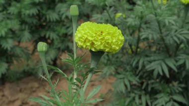 Güneş Işığındaki Sarı Kuyruk Yaprakları