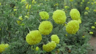 Canlı Sarı Kadife çiçekleri - Doğanın Parlaklığının Çiçeği