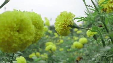 Parlak ve Güzel - Hint kadife çiçekleri