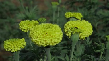 Sersemletici Sarı Kadife Doğa Aşıkları İçin Görsel Muamele