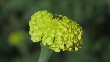 Canlı Hint Marigold Gizli Ziyaretçisi Olan Çiçek