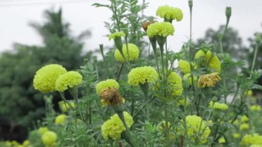 Parlak ve Güzel - Çiçek açmış Hint kadife çiçekleri