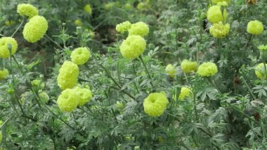 Canlı Kadife Çiçekleri - Bir Çiçek Zarafeti