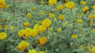 Canlı Sarı Marigold Çiçek Yaprakları