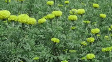 Canlı Bahçe Mucizesi Tam Çiçekli Güzel Sarı Çiçeklerde