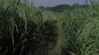 Yaban Pirinci Çimlerinde Ayakta Duran Uzun Bir Yolculuk