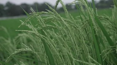 Canlı Pirinç Tarlası Yeşil Senfoni