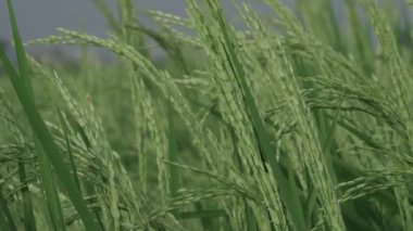 Canlı Pirinç Bitkileri Büyük Açık Hava 'da Gelişiyor