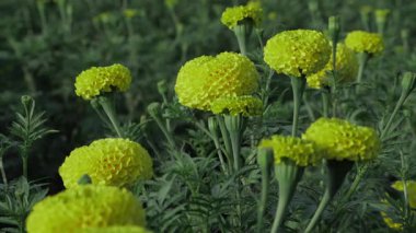 Canlı Hint Mari Altın Çiçekleri Çiçek Fantezisi