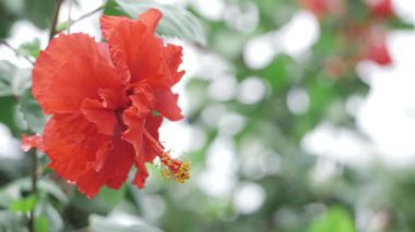 Büyüleyici Kızıl Petunya Çiçek Fantezisi