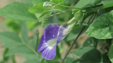 Canlı Yaban Çiçeği Vahşi Doğada Çiçek