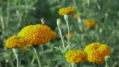 Arı ve Ayçiçeği etkileşimi Doğanın Uyum Anı