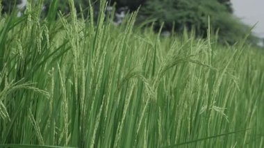 Canlı Pirinç Sahası Yeşil Doğa Senfonisi