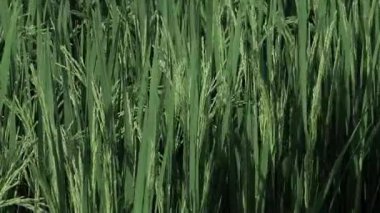 Fışkıran Pirinç Unutulmaz Pirinç Tarlalarının Nihai Rehberi