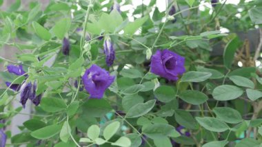 Çiçekli Zarafet Zevk Bahçesinde Bir Yolculuk