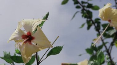 Canlı Petal Taze Zarafet Kaprisli Bahçe Mücevheri