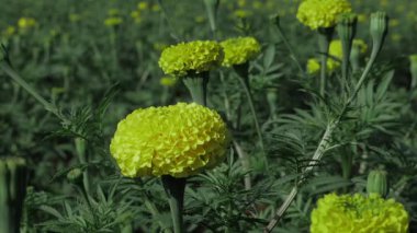 Neşelendirin Gününüzü Canlı Hint Marigold Çiçekleri