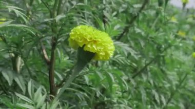 Parlak Sarı Mari Altın Çiçeği Tapılacak Bir Çiçek